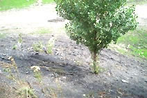 Escombrera de la Abandonada, junto a la carretera a Armada