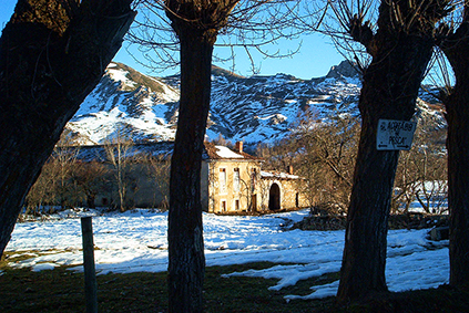 Camposolillo nevado